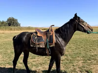Caballo, Karachay horse — foto 3