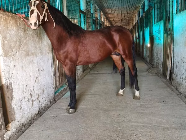 公马, Horses