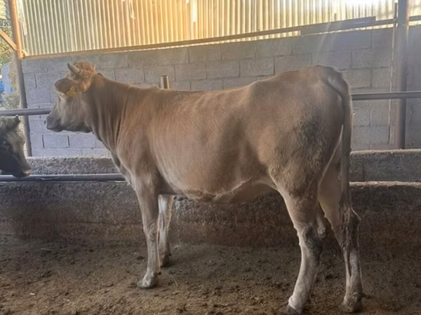 Ng'ombe jike, Swiss cattle
