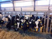 Ng'ombe jike, Russian Black pied cattle — picha 6