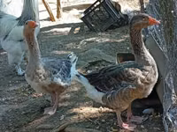 Geese — picha 2