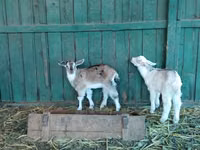 Mbuzi (kikundi, jinsia haijatajwa), Saanen goat — picha 8
