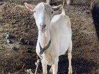 Mbuzi jike, Dutch Landrace goats — picha 7