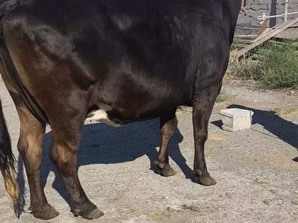 Ng'ombe jike, Banda la Holstein