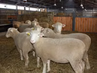 كبش, Dorset horn sheep — الصورة 2
