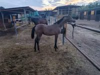 Horse (M), Shagya — photo 4