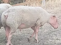 كبش, Rouge de l’Ouest sheep — الصورة 1