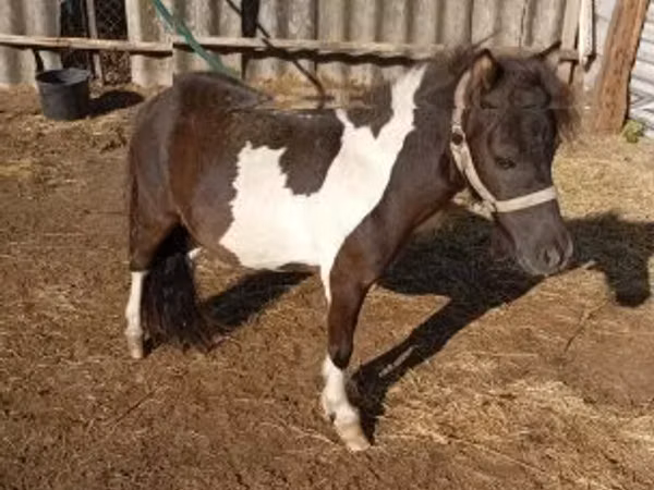 Caballo, Falabella