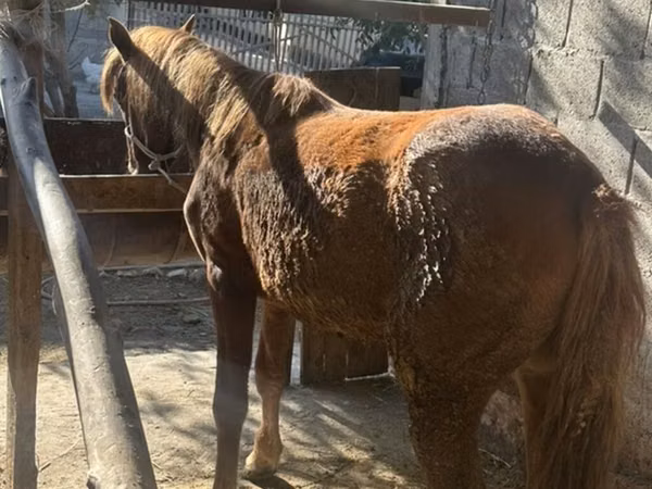 Mare, Horses