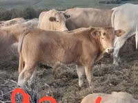 أبقار (دفعة، الجنس غير محدد), Blonde d’Aquitane cattle — الصورة 1