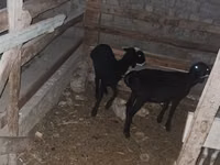 Sheep, Sheep — photo 2