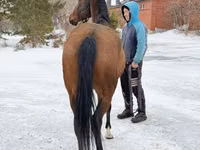 Stute, Akhal-Teke — Foto 5