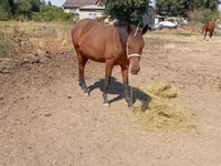 Stute, Kyrgyz Horse — Foto 3