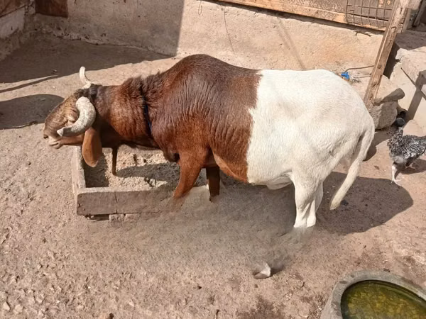 Carnero, South meat sheep