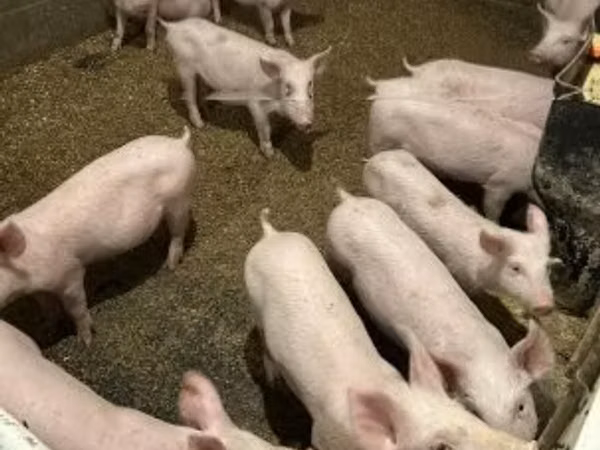 Pigs (batch, sex not specified), 