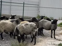 母羊, Romanov sheep — 照片 3