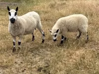 भेड़, Cerry Hill sheep — फ़ोटो 4