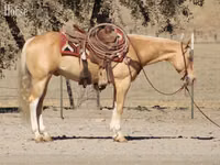 حصان, Quarter Horse — الصورة 3