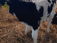 सांड, Russian Black pied cattle — फ़ोटो 3