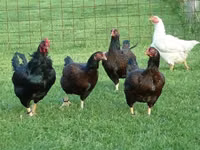 Chickens — picha 1