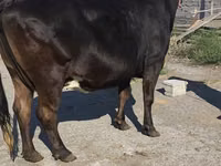 Ng'ombe jike, Banda la Holstein — picha 1