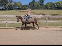 Yegua, Kentucky mountain daddle horse — foto 6