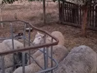 Dume la kondoo, Cerry Hill sheep — picha 6