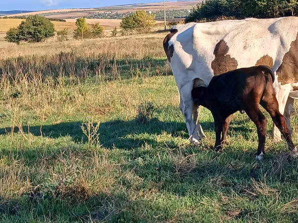 母牛, Simmental cattle