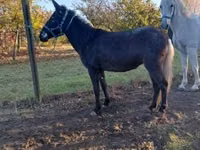 Mare, Mule — photo 3
