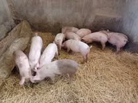 Sow, Pigs — photo 4