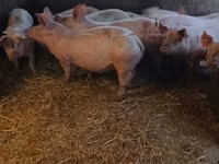 Boar — photo 5