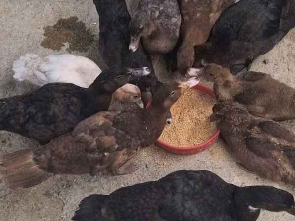 Chickens