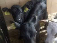 牛只（批次，未指定性别）, Cattle — 照片 4