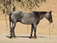 حصان, Quarter Horse — الصورة 7