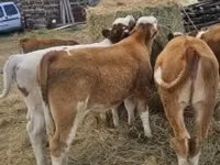 أبقار (دفعة، الجنس غير محدد), Simmental cattle — الصورة 7