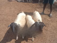 Vaca, Ganado vacuno — foto 2