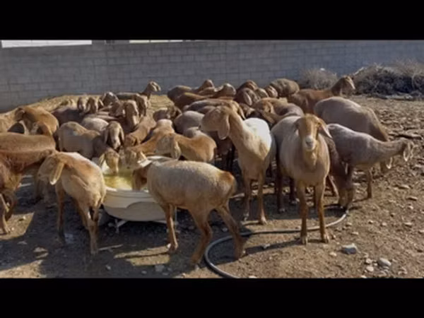 Овца, Бараны