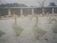 Chickens — फ़ोटो 2