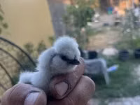 Seidenhuhn — Foto 6