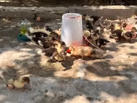 Ducks — फ़ोटो 1