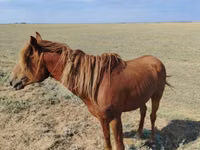 Horse (M), Kazakh horse — photo 2