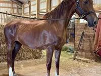 घोड़ी, Dutch warmblood horse — फ़ोटो 2