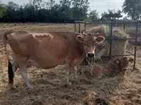Cow, Jersey breed — photo 3