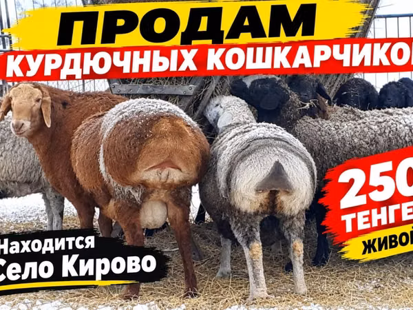 मेढ़ा, Kazakh fat-tailed coarsewool sheep