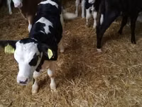 ثور, Simmental cattle — الصورة 8