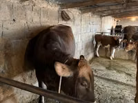 Ng'ombe jike, Swiss cattle — picha 2