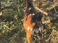 Ziege, Alpine goat — Foto 4