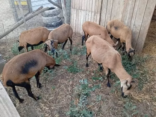 نعجة, Cameroon sheep