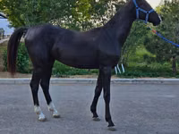Farasi dume, Akhal-Teke — picha 5