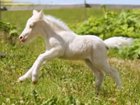 Hengst, American shetland pony — Foto 3